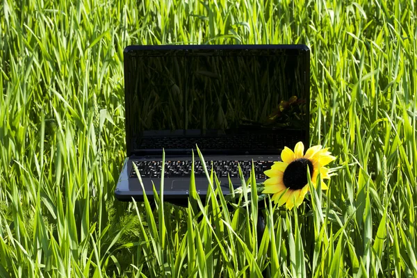 笔记本电脑和在绿色草地上的向日葵 — 图库照片