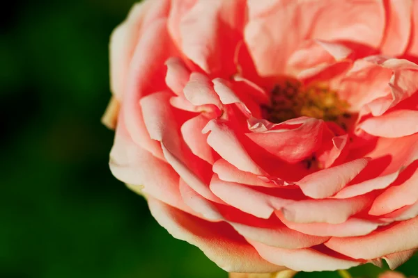 Piękna róża — Zdjęcie stockowe