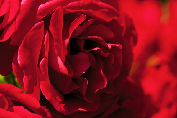 Tło róż — Zdjęcie stockowe