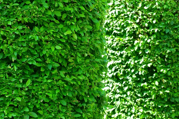 円筒トリムの茂み — ストック写真