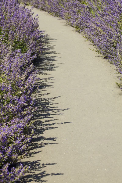 Camino con flores azules —  Fotos de Stock
