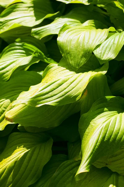 Fondo de hojas verdes — Foto de Stock