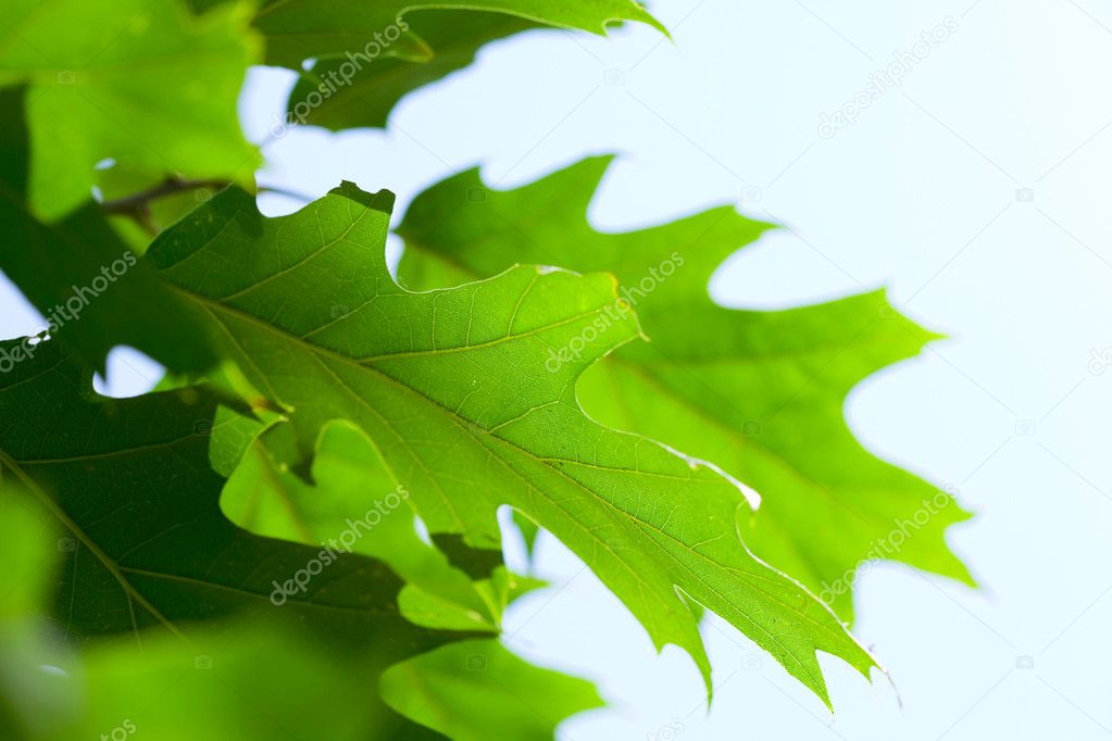 Oak leaf against the blue sky