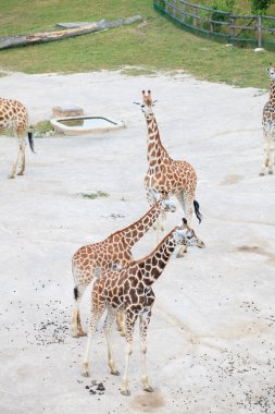 Zürafalar savana içinde