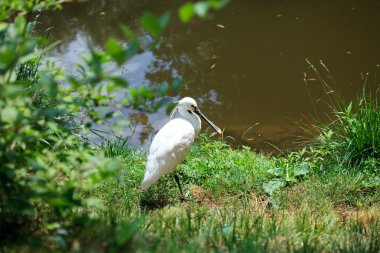 Heron ayakta çim