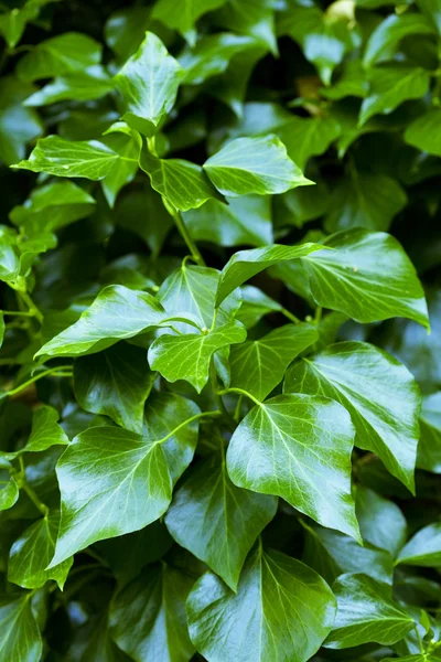 Фон зеленого листя — стокове фото