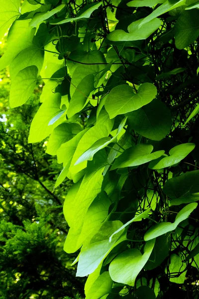 Fondo de hojas verdes — Foto de Stock