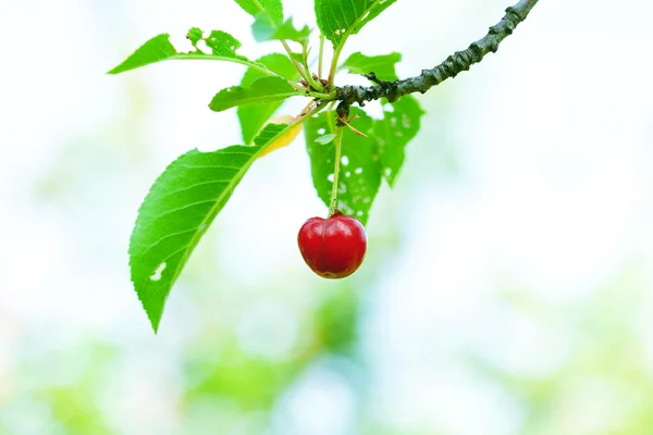 Körsbär på trädet — Stockfoto
