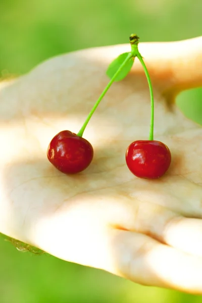 Cherry v rukou člověka — Stock fotografie
