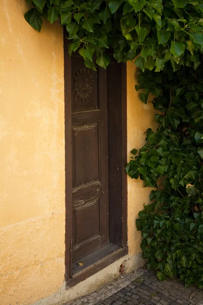 Дверь покрыта плющом — стоковое фото