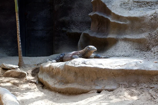 Ящерица лежит на скалах — стоковое фото