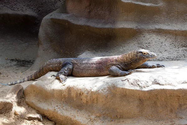 stock image Lizard lying on the rocks