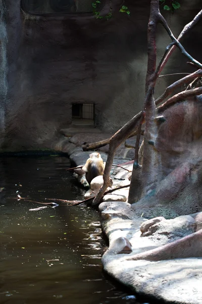 Małpa siedzi nad wodą — Zdjęcie stockowe