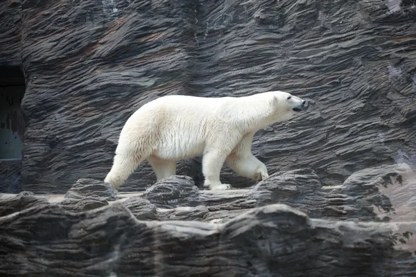 Orso polare alla roccia — Foto Stock