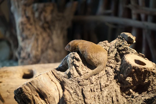Mangusta seduta su un albero — Foto Stock