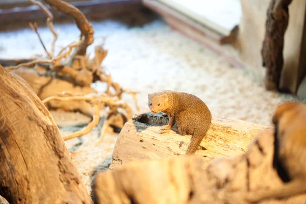 Bir ağacın altında oturup Firavun faresi — Stok fotoğraf