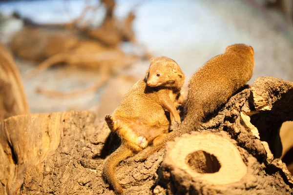Bir ağacın altında oturup Firavun faresi — Stok fotoğraf
