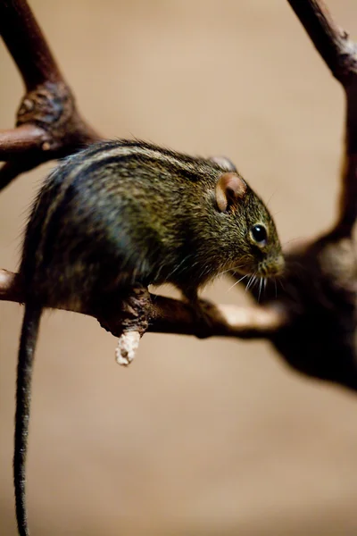Дикая мышь, сидящая на ветке — стоковое фото