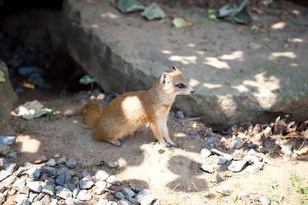 Yellow mongoose sitting on the sand — 图库照片