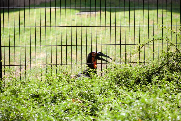 Toucan oiseau dans la volière — Photo