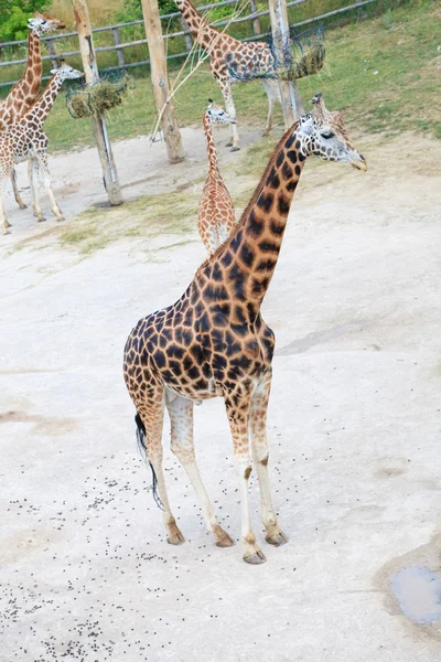 Giraffer i savannen — Stockfoto