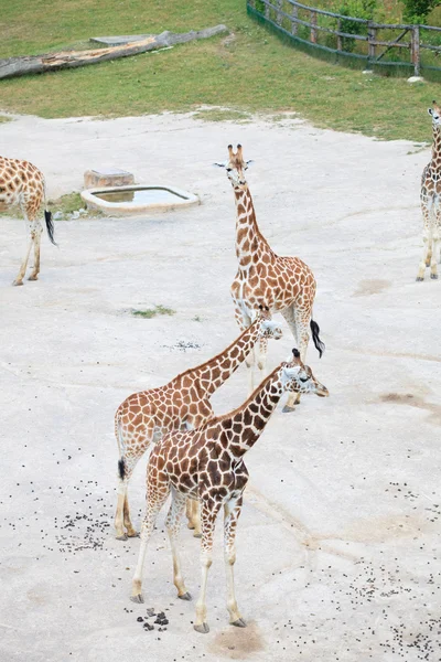 Žirafy v savaně — Stock fotografie