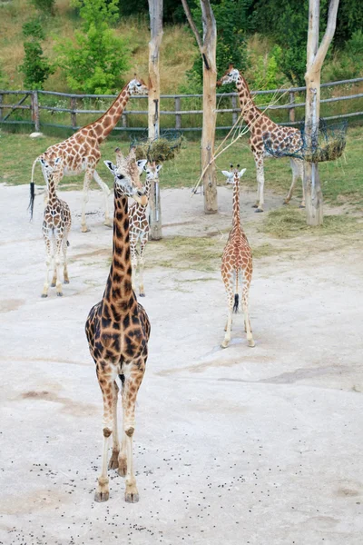 Żyrafy w mieście savanna — Zdjęcie stockowe
