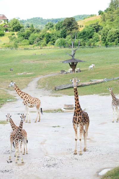 Giraffen in de savanne — Stockfoto