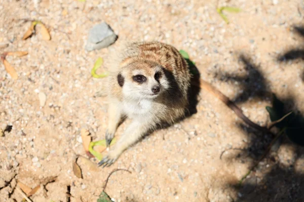 Kum üzerine oturan surikata — Stok fotoğraf