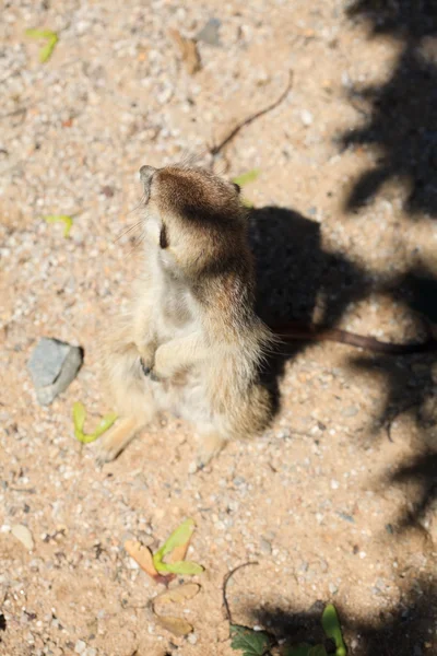 砂の上に座っている surikata — ストック写真