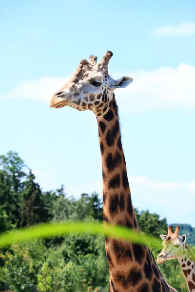 Girafas na savana — Fotografia de Stock