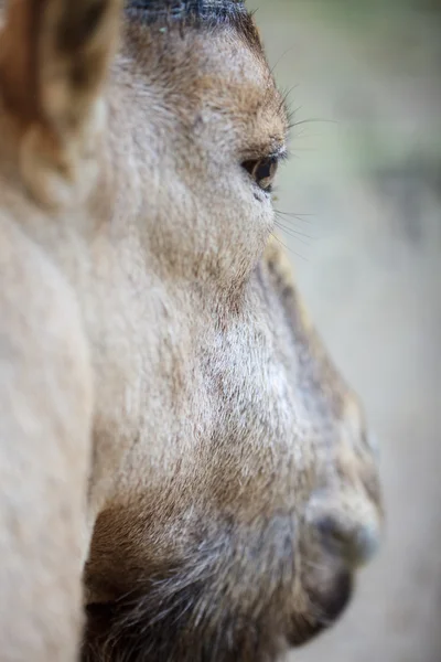 Портрет горного козла — стоковое фото