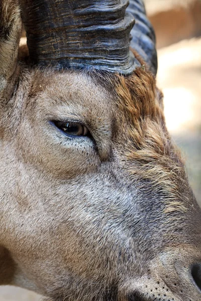 Retrato de una cabra de montaña —  Fotos de Stock