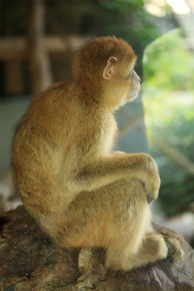 Сидящая обезьяна — стоковое фото