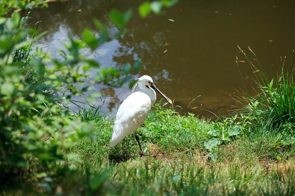 Heron standing on the grass — Stock Photo, Image