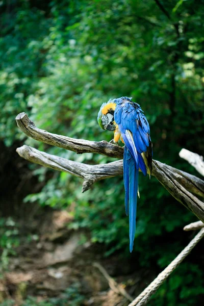 Macaw — Stock Photo, Image