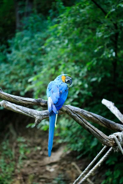 Macaw — Stock Photo, Image