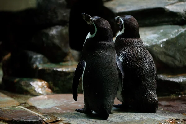 Pingvinerna står vid vattnet — Stockfoto