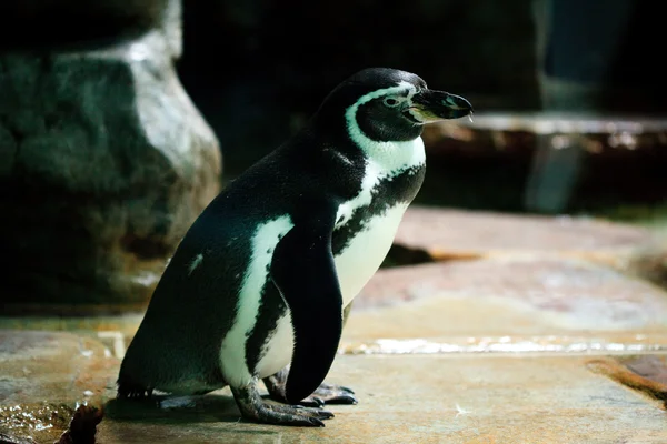 Tučňáci jsou stojící na vodě — Stock fotografie