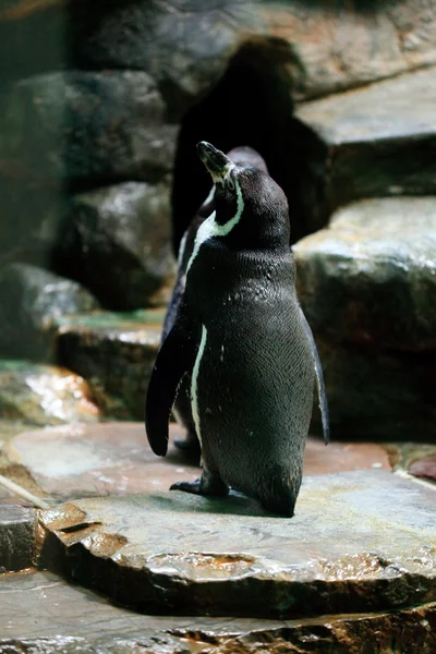 Os pinguins estão na água. — Fotografia de Stock