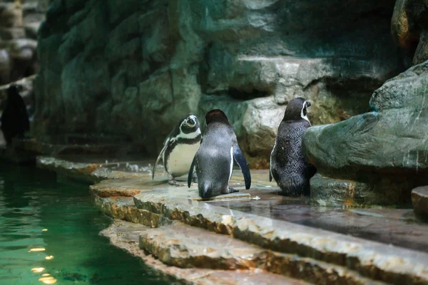 Pingouins sont debout à l'eau — Photo
