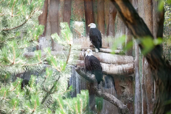 Wit-eagle zittend op een tak — Stockfoto