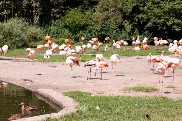 Stado flamingów — Zdjęcie stockowe