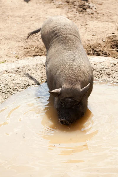 Bebendo porco selvagem — Fotografia de Stock