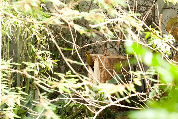 Pica-pau no arbusto — Fotografia de Stock