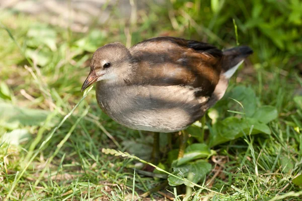 Серая птица на фоне зеленой травы — стоковое фото