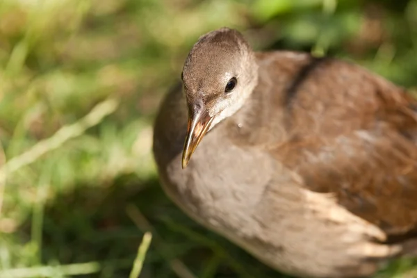 stock image Gray bird on a background of green grass