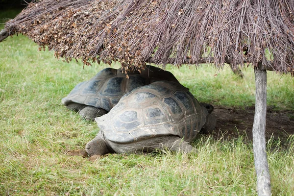 Ρίξει δύο χελώνες — Φωτογραφία Αρχείου
