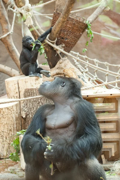 Gorilla i voljär — Stockfoto