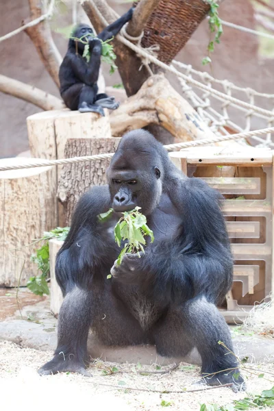 Gorila en el aviario — Foto de Stock